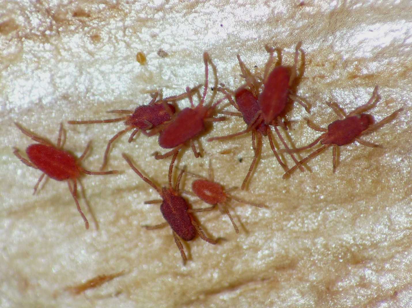 Acaro rosso piatto (fam. Smarididae)